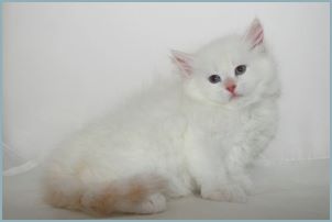 Female Siberian Kitten from Deedlebug Siberians